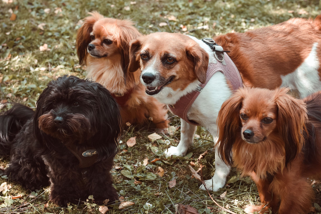 Why Small Dog Breeds Are Dominating Social Media in 2025