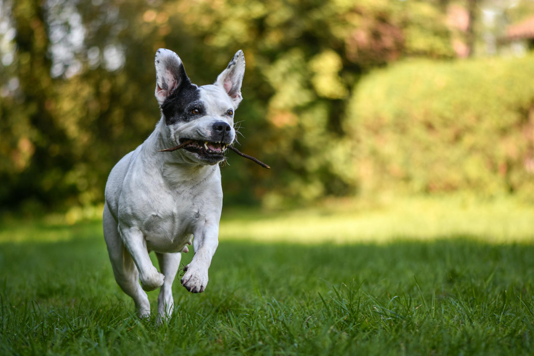 Pet first aid kit essentials for dog and cat owners - Chubby Pets Blog
