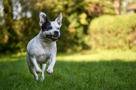 Pet first aid kit essentials for dog and cat owners - Chubby Pets Blog