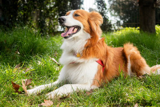 The Science Behind the Human-Pet Bond: Why Your Dog Makes You Happier